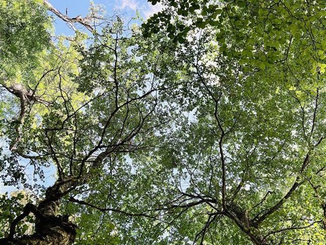 Agrícola en Venta en Bahia Murta