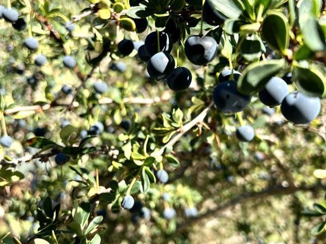 Agrícola en Venta en Bahia Murta