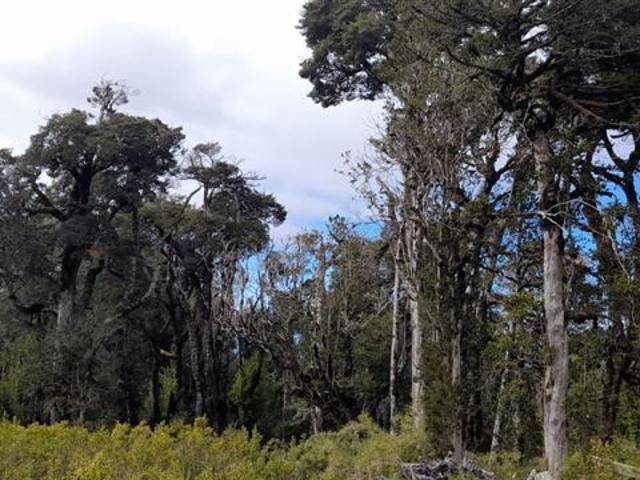 Casa en venta en Dalcahue, Los Lagos
