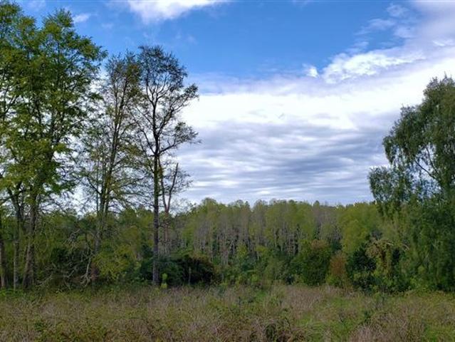 Agrícola en Venta en Río Bueno