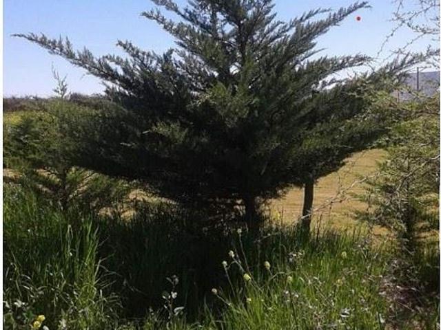 Agrícola en Venta en San Pedro de Melipilla,cruce Las Arañas