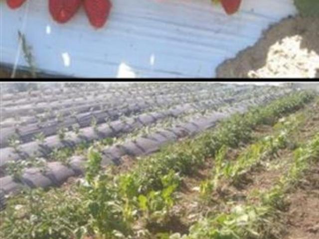 Agrícola en Venta en San Pedro de Melipilla,cruce Las Arañas