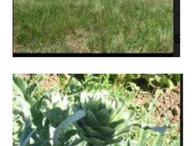 Agrícola en Venta en San Pedro de Melipilla,cruce Las Arañas