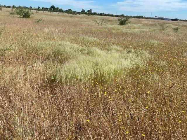 Agrícola en Ñiquén