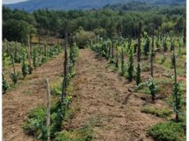 Terreno in vendita a Sant'agata De' Goti, Campania