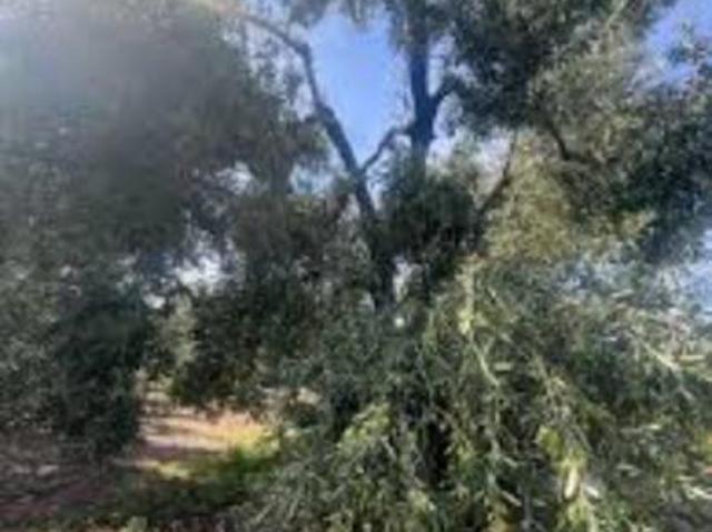 Terreno in vendita a Casteldaccia, Sicilia