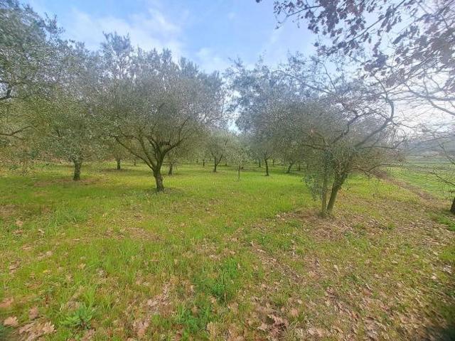 Terreno in vendita a Sant'agata De' Goti, Campania