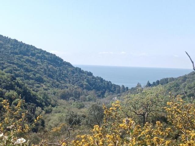Terreno in vendita a Pollica, Campania