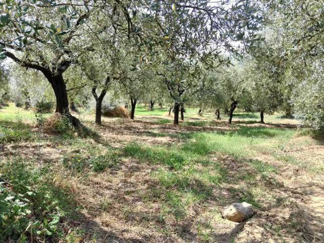 Terreno in vendita a Frasso Telesino, Campania