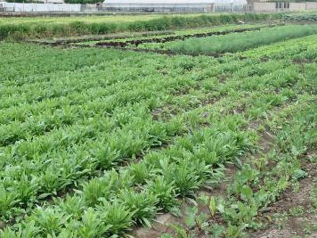 Terreno in vendita a Castellammare Di Stabia, Campania