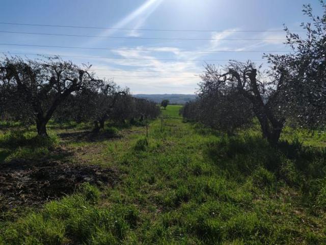 Terreno in vendita a Alviano, Umbria