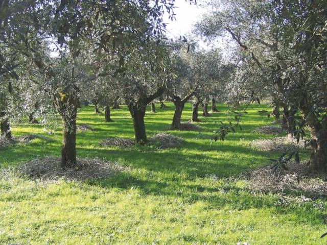 Terreno in vendita a Cecina, Toscana