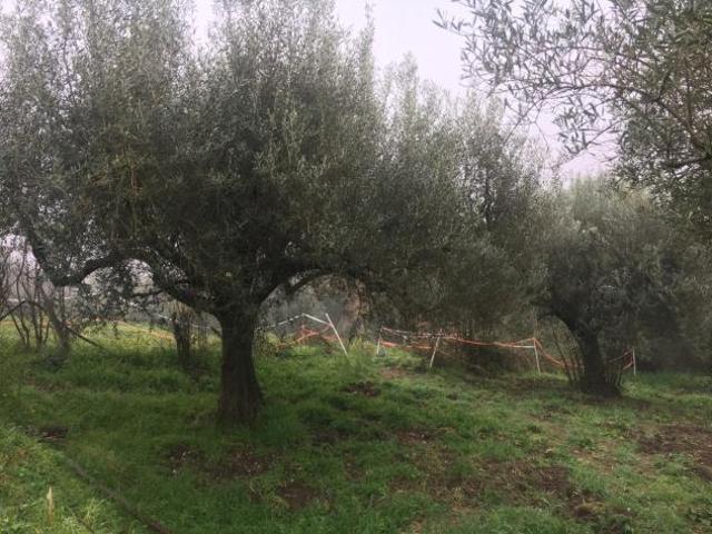 Terreno in vendita a Roma Capitale, Lazio
