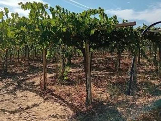 Terreno in vendita a Tollo, Abruzzo