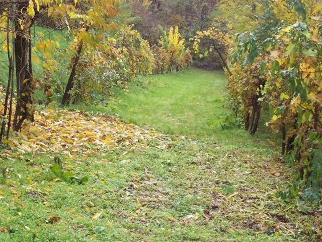 Terreno in vendita a Chiuppano, Vicenza