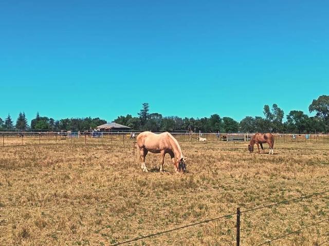 Property for sale in Koppies, Free State