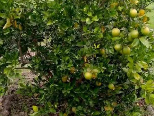 Land for sale in Kasur, Islamabad Capital Territory