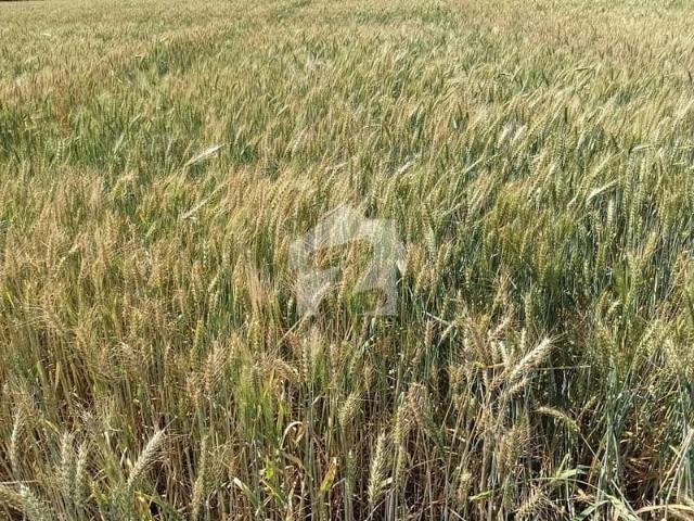 Land for sale in Islamabad Capital Territory