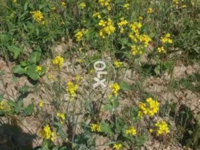 Land for sale in North Waziristan, Federally Administered Tribal Areas fata