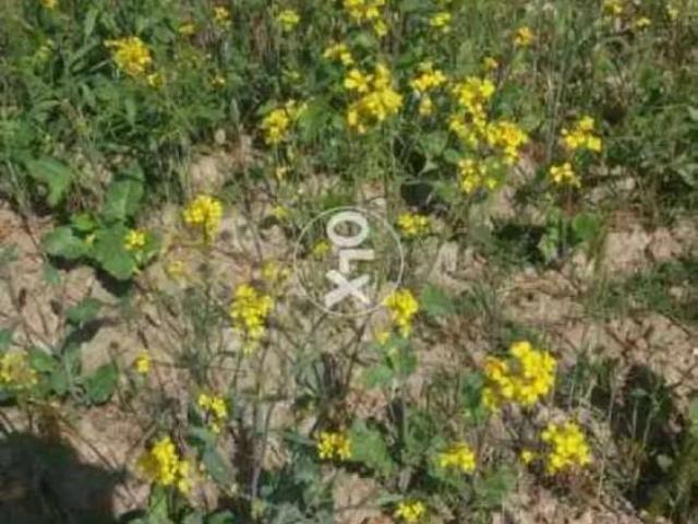 Land for sale in North Waziristan, Federally Administered Tribal Areas fata