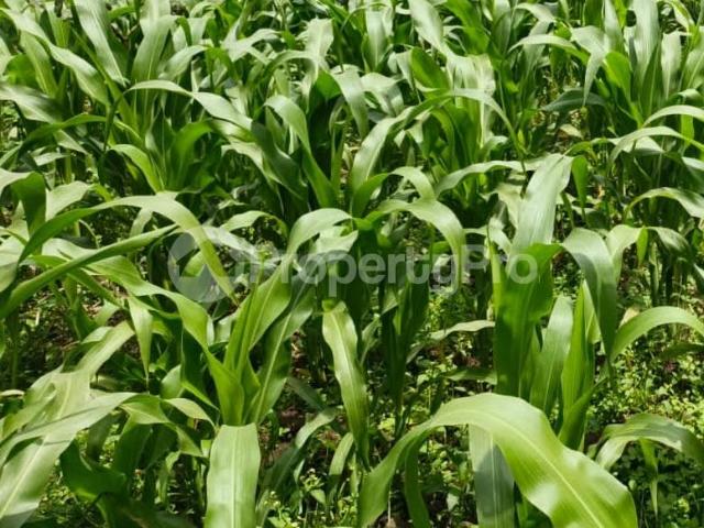 Land for rent in Laikipia