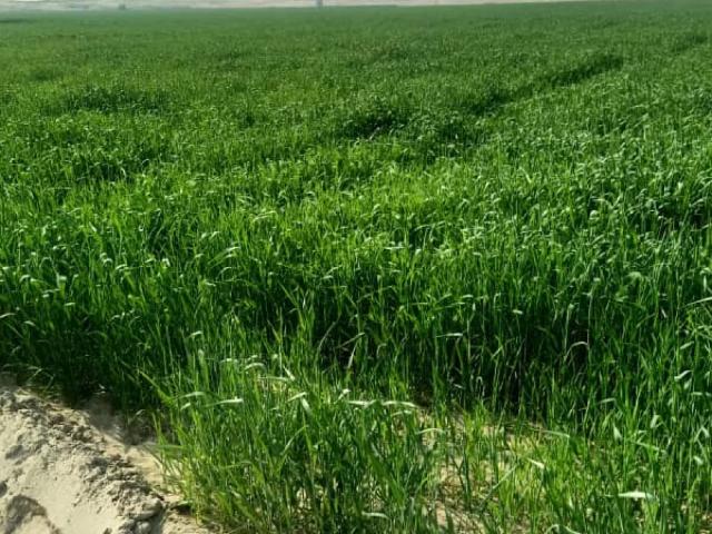 Land for sale in Multan, Islamabad Capital Territory