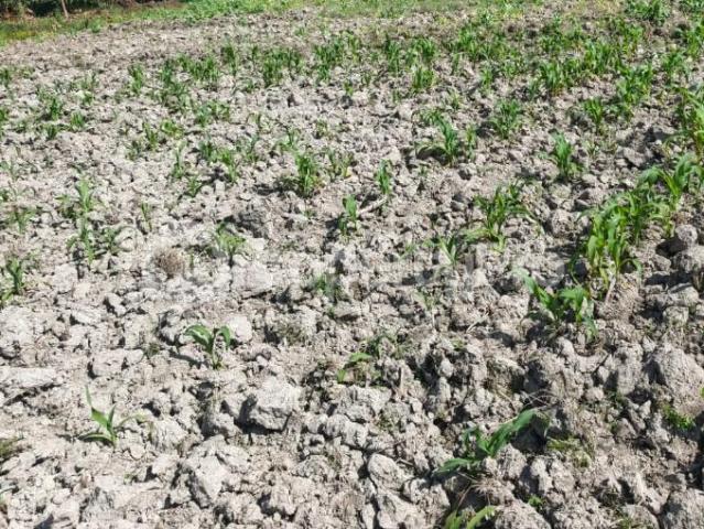 Land for sale in Bungoma