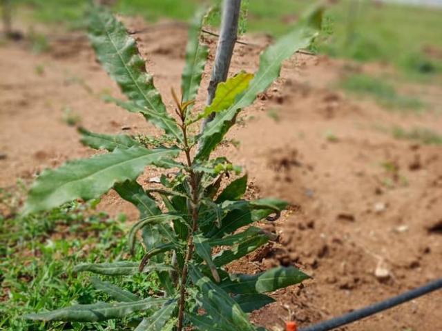 Land for sale in Chinthapally, Nalgonda