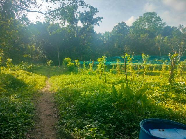 Land for sale in Thrissur, Kerala
