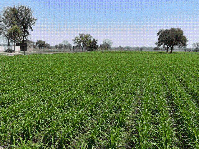 Land for sale in Punjab