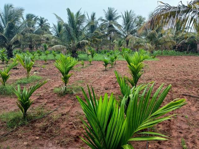 Land for sale in Bangalore South, Cox Town - Bangalore