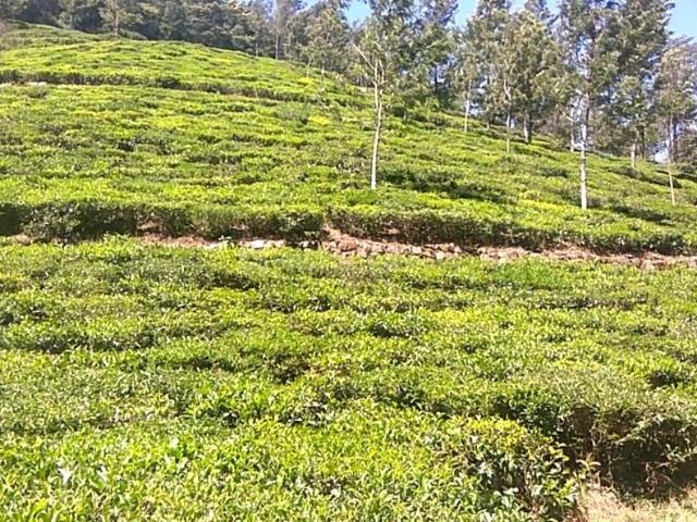 Land for sale in Kotagiri, Tamil Nadu