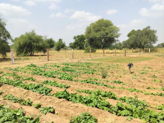 Land for sale in Mathaniya, Jodhpur