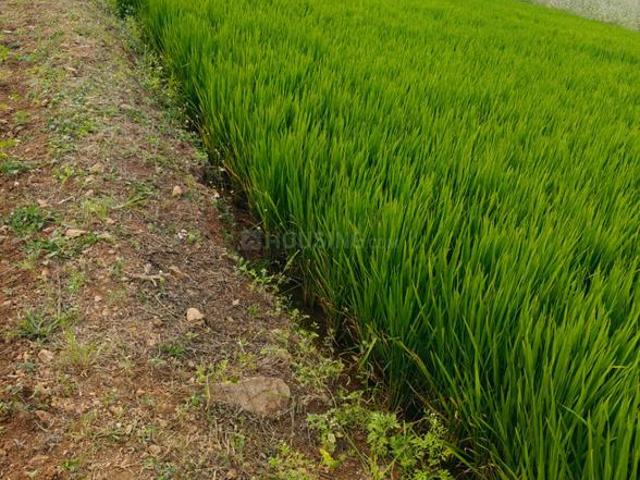 Land for sale in Moinabad, Ranga Reddy