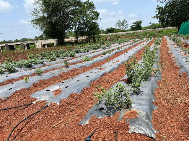 Land for sale in Telangana