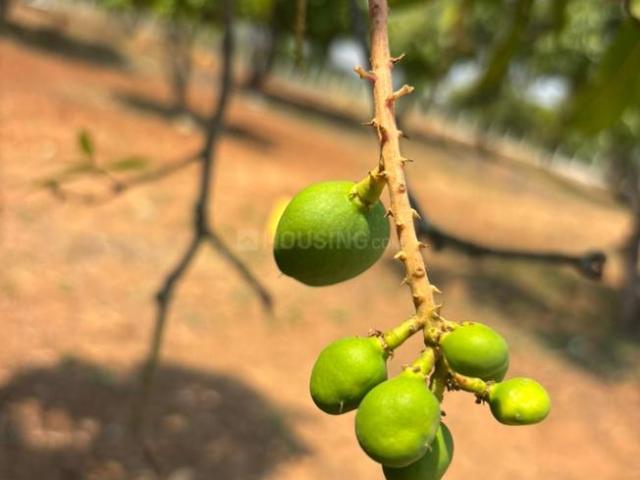 Land for sale in Mulbagal, Karnataka