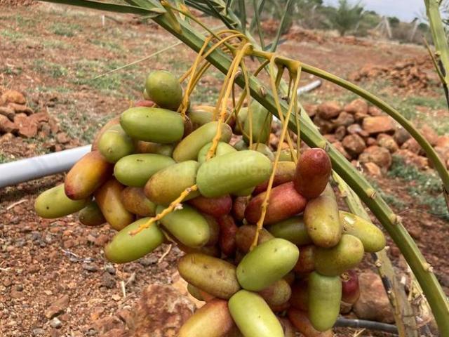 Land for sale in Narayankhed, Telangana