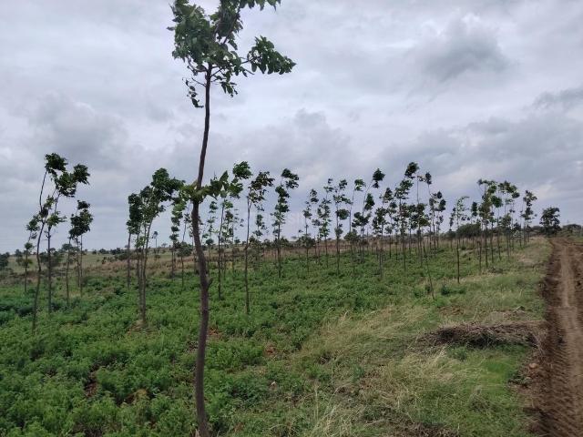 Land for sale in Narayankhed, Telangana