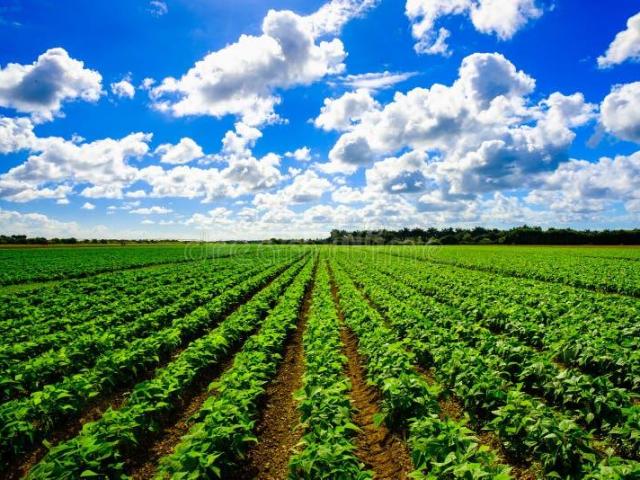 Land for sale in Narayankhed, Telangana
