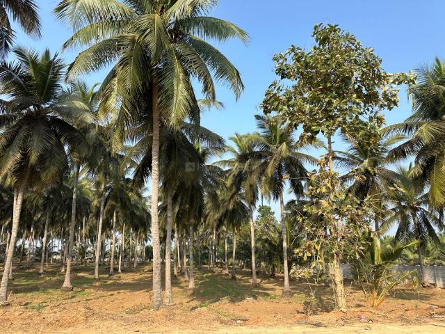 Land for sale in Padmanabham, Andhra Pradesh