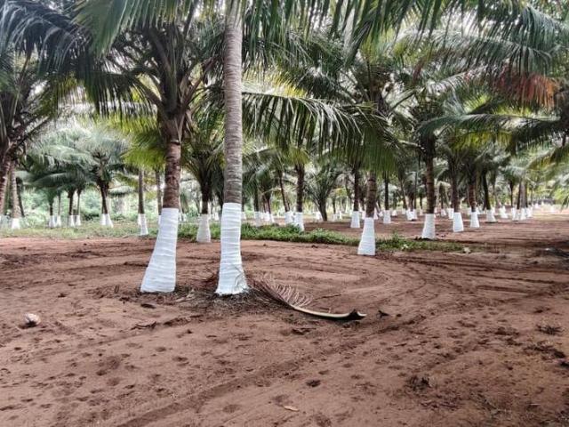 Land for sale in Navakkarai, Coimbatore