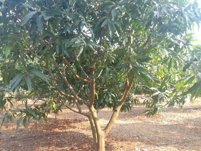 Land for sale in Trimbak, National Capital Territory Of Delhi