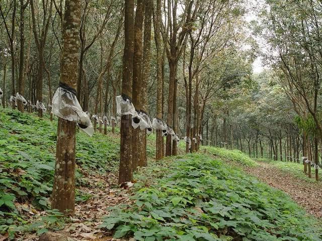 Land for sale in Kerala