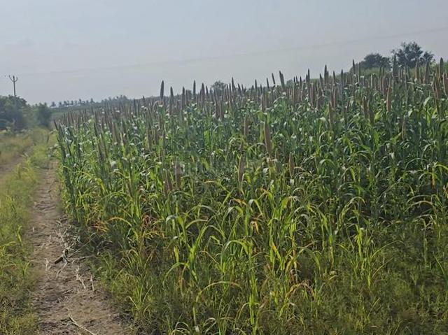 Land for sale in Poona, National Capital Territory Of Delhi