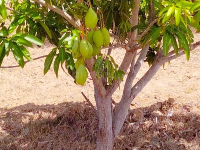 Land for sale in Walajabad, Tamil Nadu