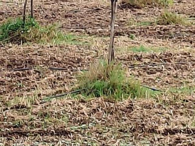 Land for sale in Walajabad, Tamil Nadu
