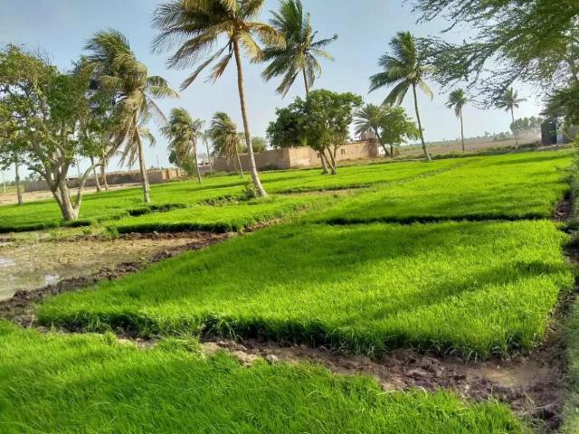 Land for sale in North Waziristan, Federally Administered Tribal Areas fata