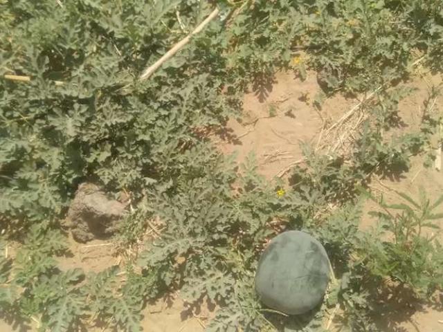 Land for sale in Bahawalpur, Islamabad Capital Territory