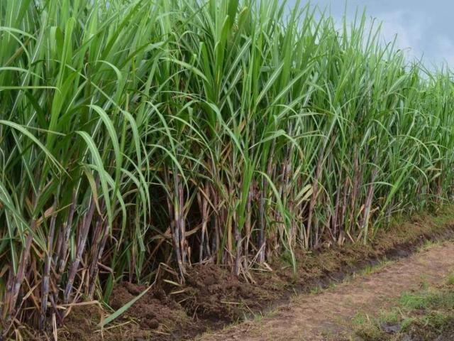 Land for sale in Mandi Bahauddin, Islamabad Capital Territory