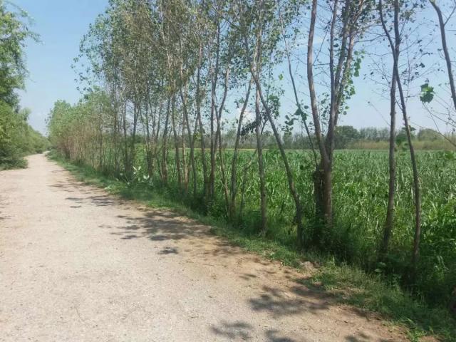Land for sale in Charsadda, North West Frontier Province